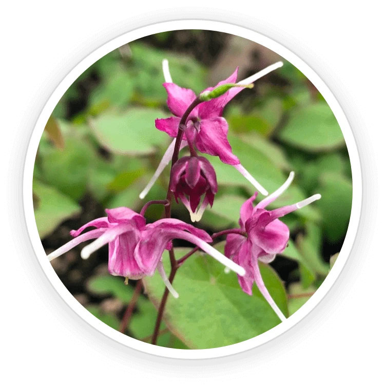 Quietum Plus Ingredients Epimedium & Tribulus Terrestris